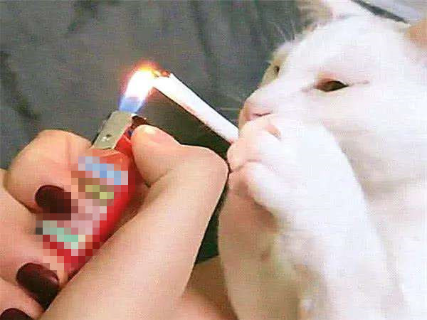 朋友是个老烟枪，却养了只橘猫，猫主子被迫吸二手烟有危害吗？