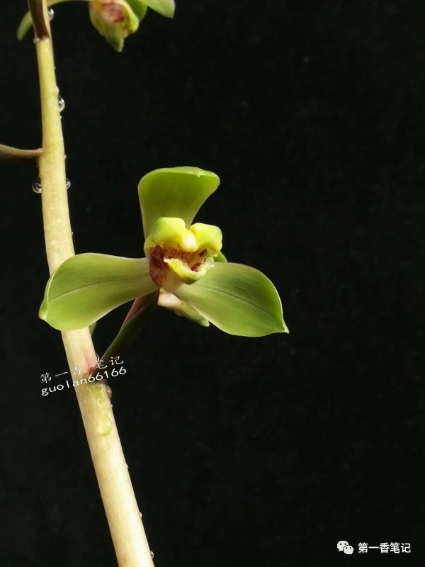 蕙兰程梅传统老品种,花开欣赏