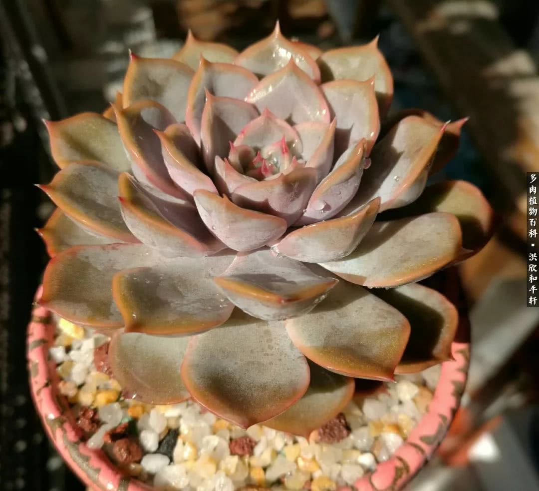 多肉的四季轮回,四季轮回多肉