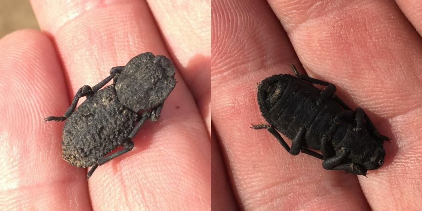 这种小虫凭借“头铁”登上《自然》，汽车都压不死它