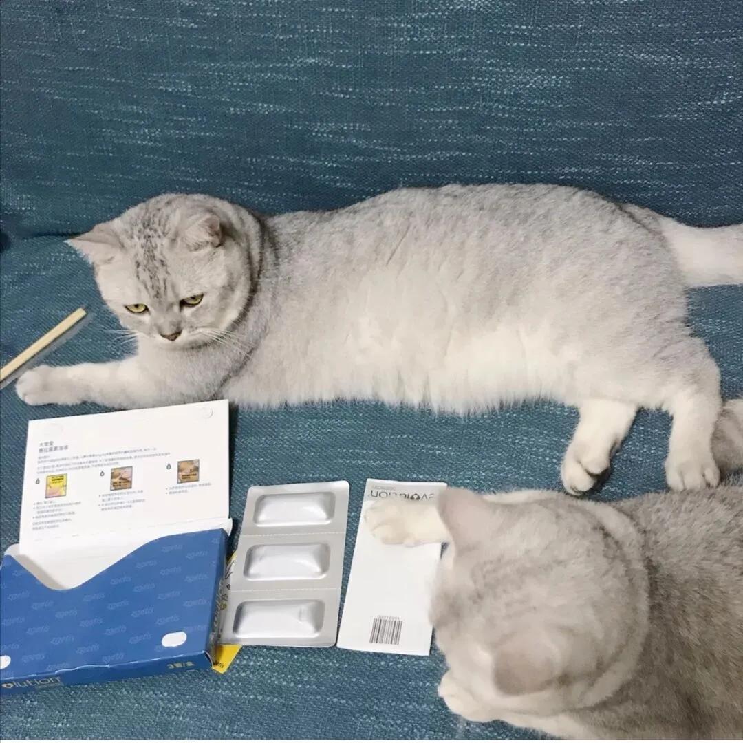 大宠爱是猫用的吗,大宠爱大规格