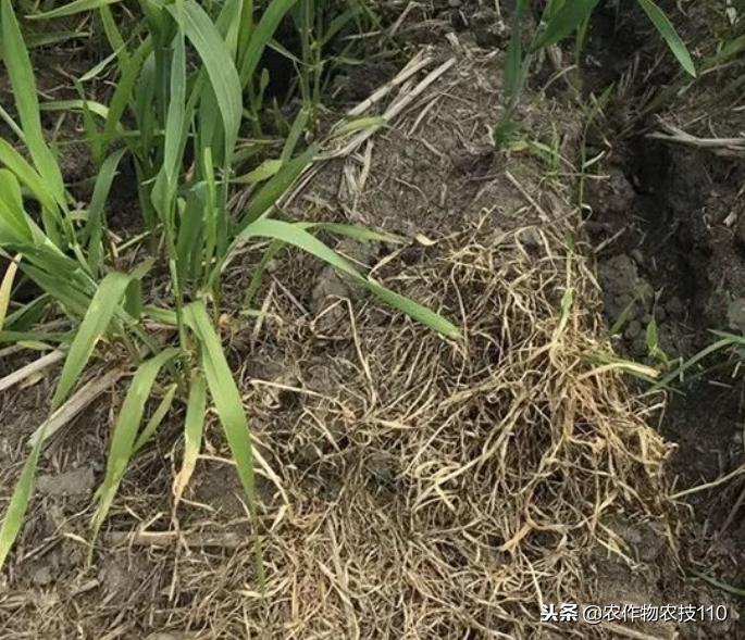 小麦抗性杂草,异丙隆怎么防治小麦杂草