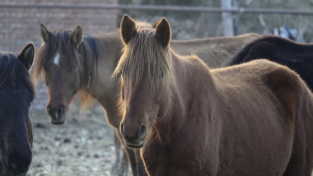 龙陵大户发家故事之：姜家马屎马