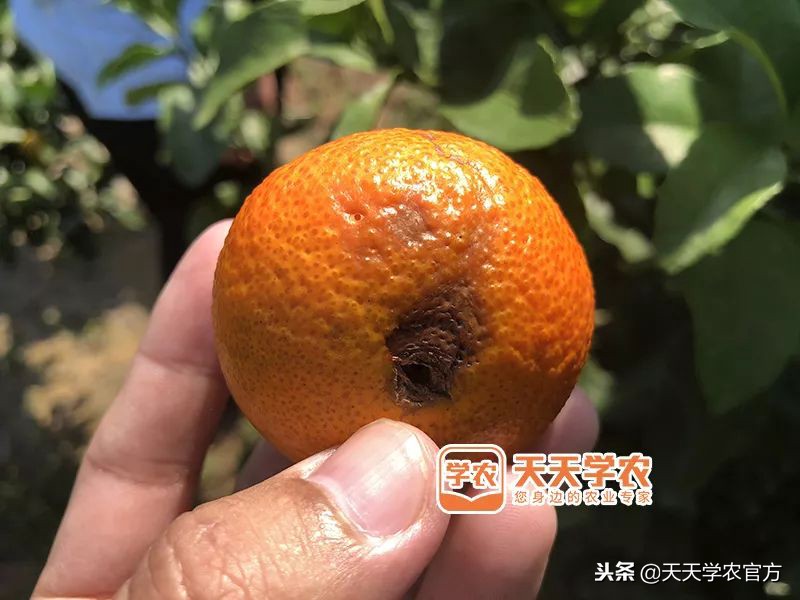 金秋砂糖桔的缺点,今年的金秋砂糖橘