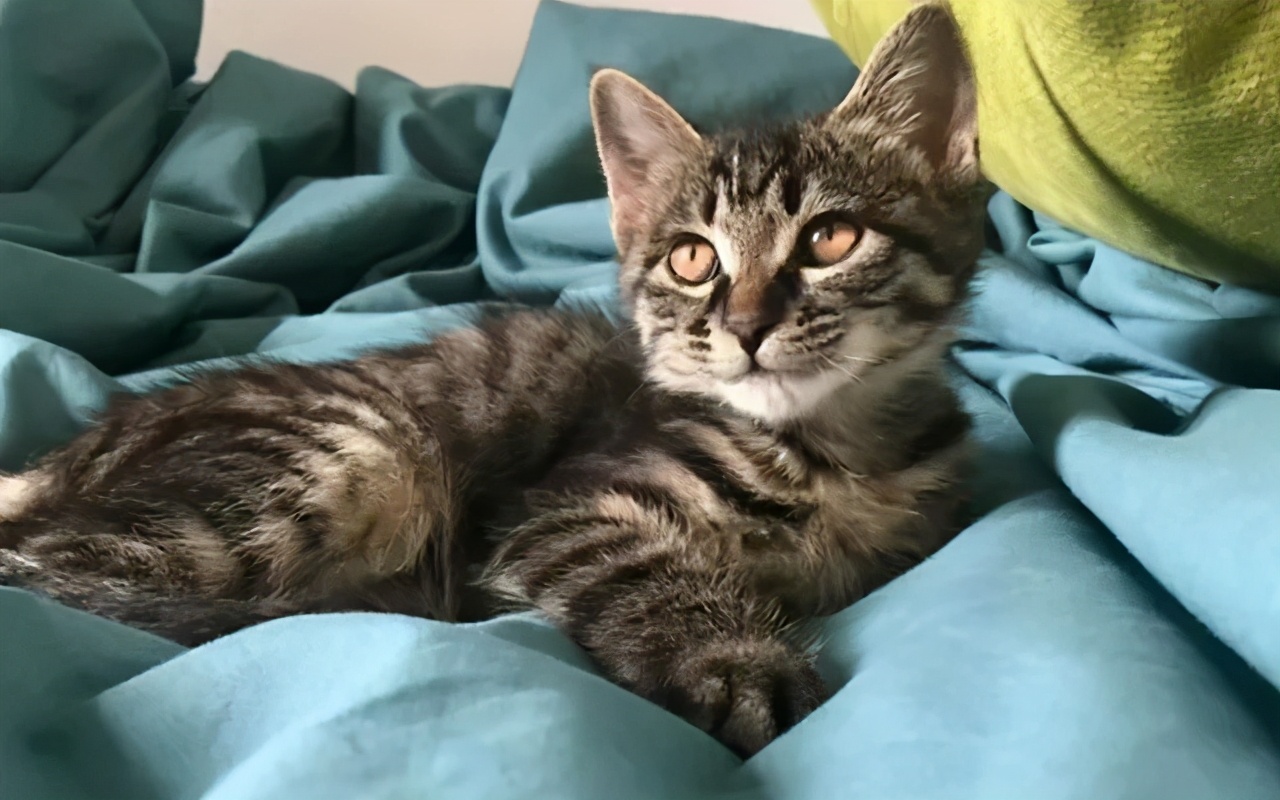 偷偷养宠物房东发现了怎么办,偷偷养阿拉斯加被房东发现了