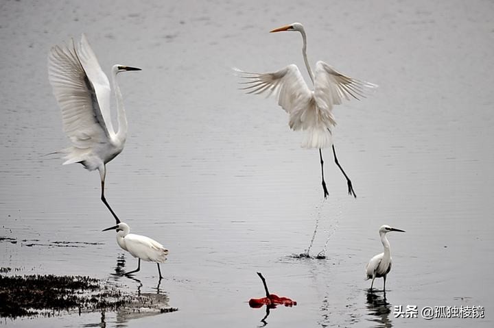 白鹭拍摄测光曝光技巧,白鹭的拍照技术