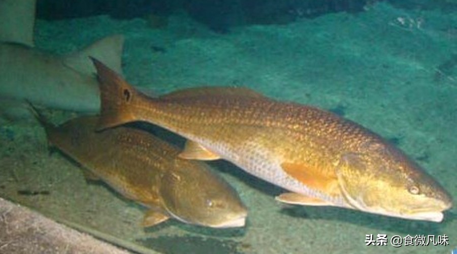 醇香鱼胶,舌尖上的顺德鱼胶