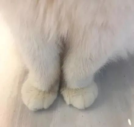 如何学会看猫咪的品相,成年猫咪如何看公母