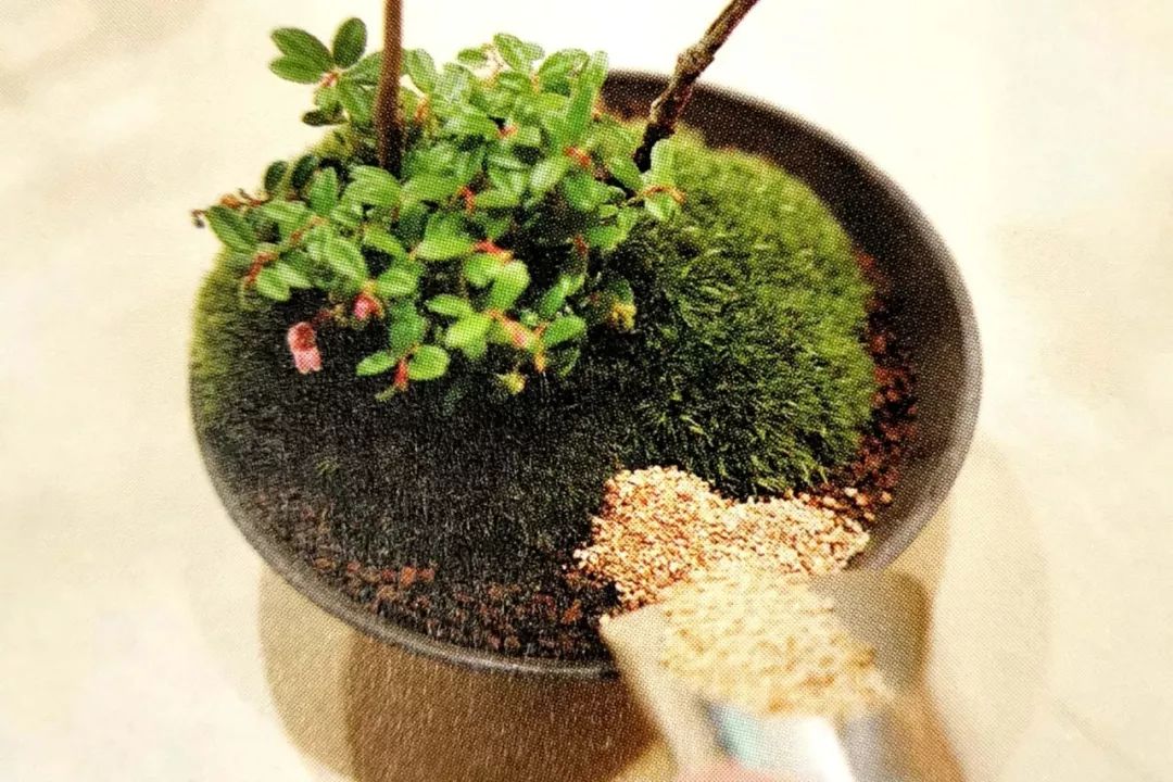 盆景制作方法与技巧,盆景制作小技巧