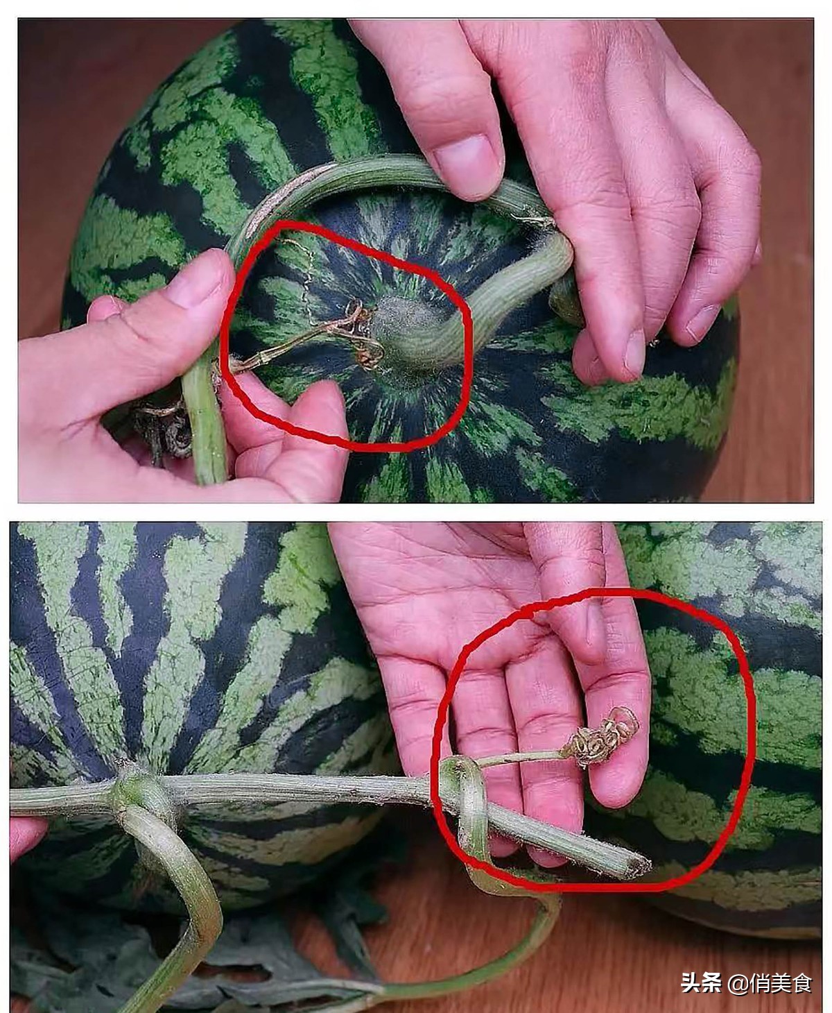 怎么样挑选好吃的水果小妙招,一招教你怎么挑到好吃的水果