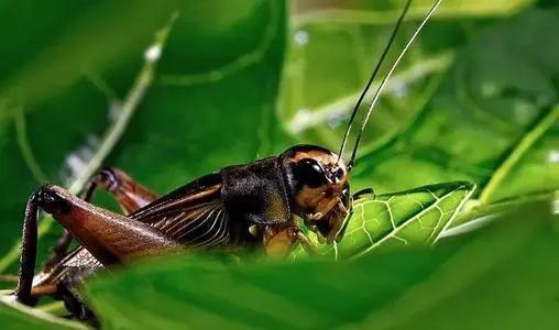 夏季祛暑吃什么养生茶好,小暑养生大全