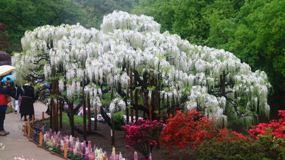 长穗紫藤花的养殖方法,紫藤花日常养护知识点