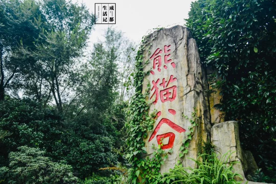 1h刹拢！想看大熊猫就去这3个地方，人少像包场，散养小熊猫