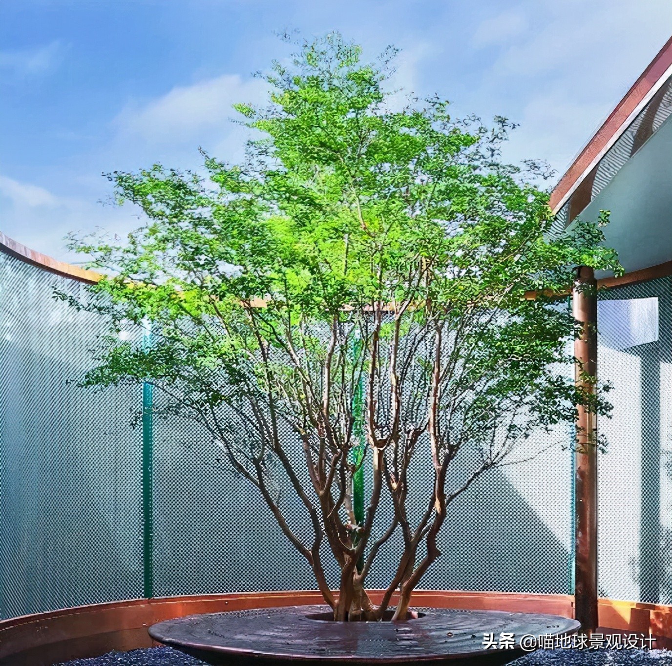 适合南方庭院种植100种花树,16种耐寒的庭院花卉植物