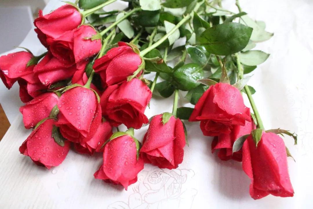 世界各国的国花集锦,英国国花世界各国的国花