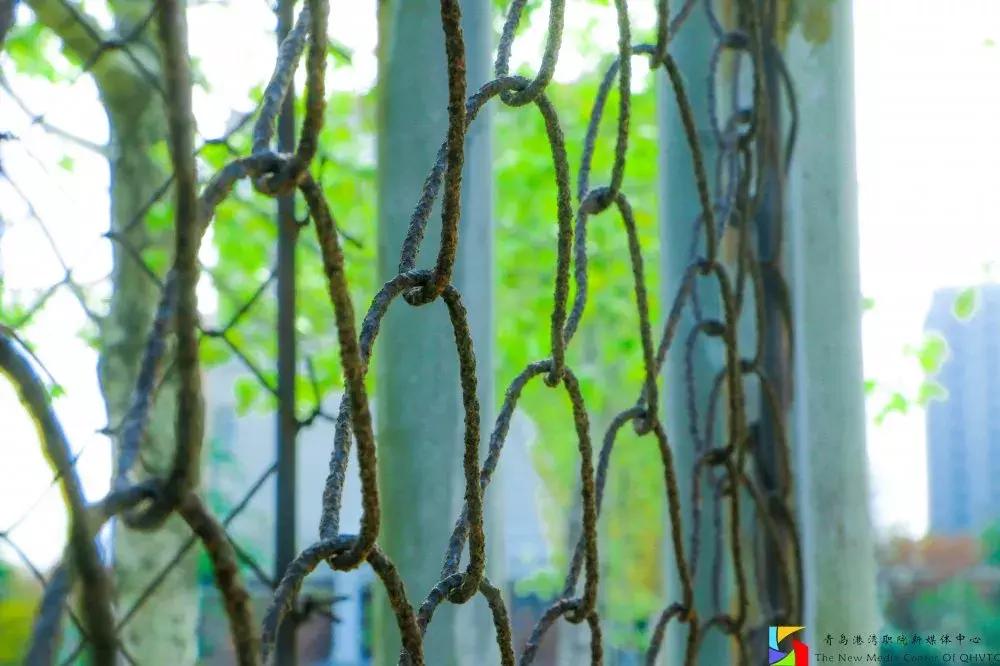 网友对青岛港湾职业学院的评价,街访你眼中的石家庄