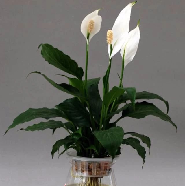 室内绿植推荐客厅好养净化空气,室内养什么绿植可以净化空气