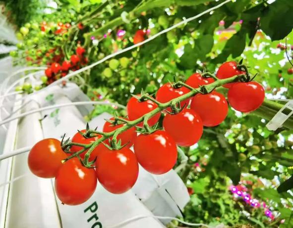 鎬讳环5瀛楀ご璧锋姠澶紒璞畢,棣栦粯5涓囪捣鎶㈤珮鏂板尯鏍稿績娲嬫埧