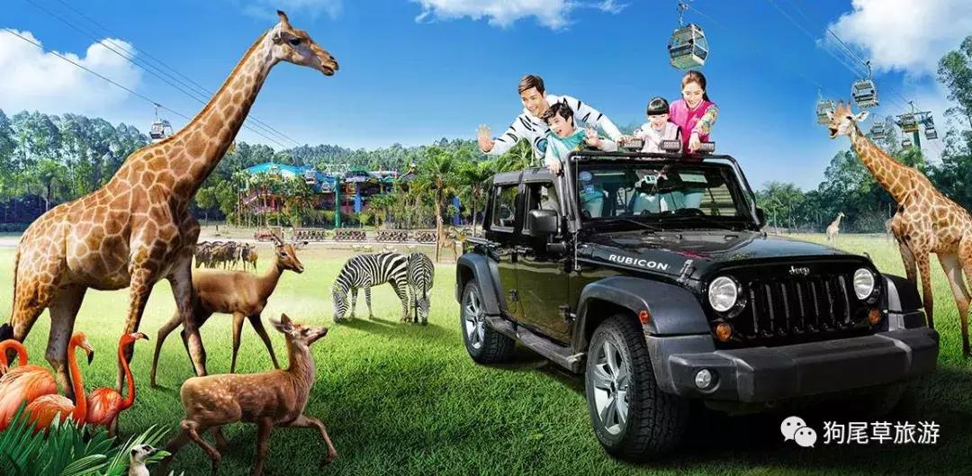 广州长隆旅游攻略野生动物园,广州长隆野生动物世界旅游攻略