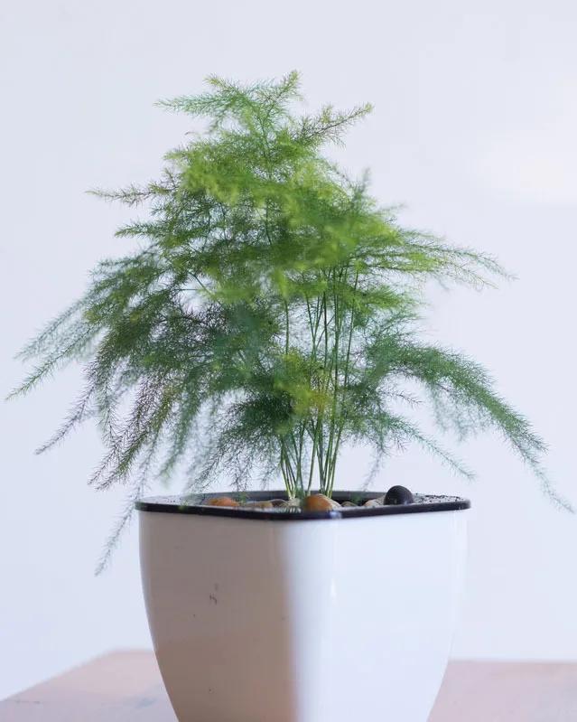 教师节应该送几朵花康乃馨,教师节幼儿园送什么样的花比较好