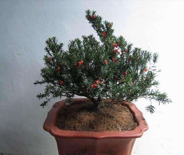 红豆杉盆景制作技巧视频,红豆杉盆景有什么造型