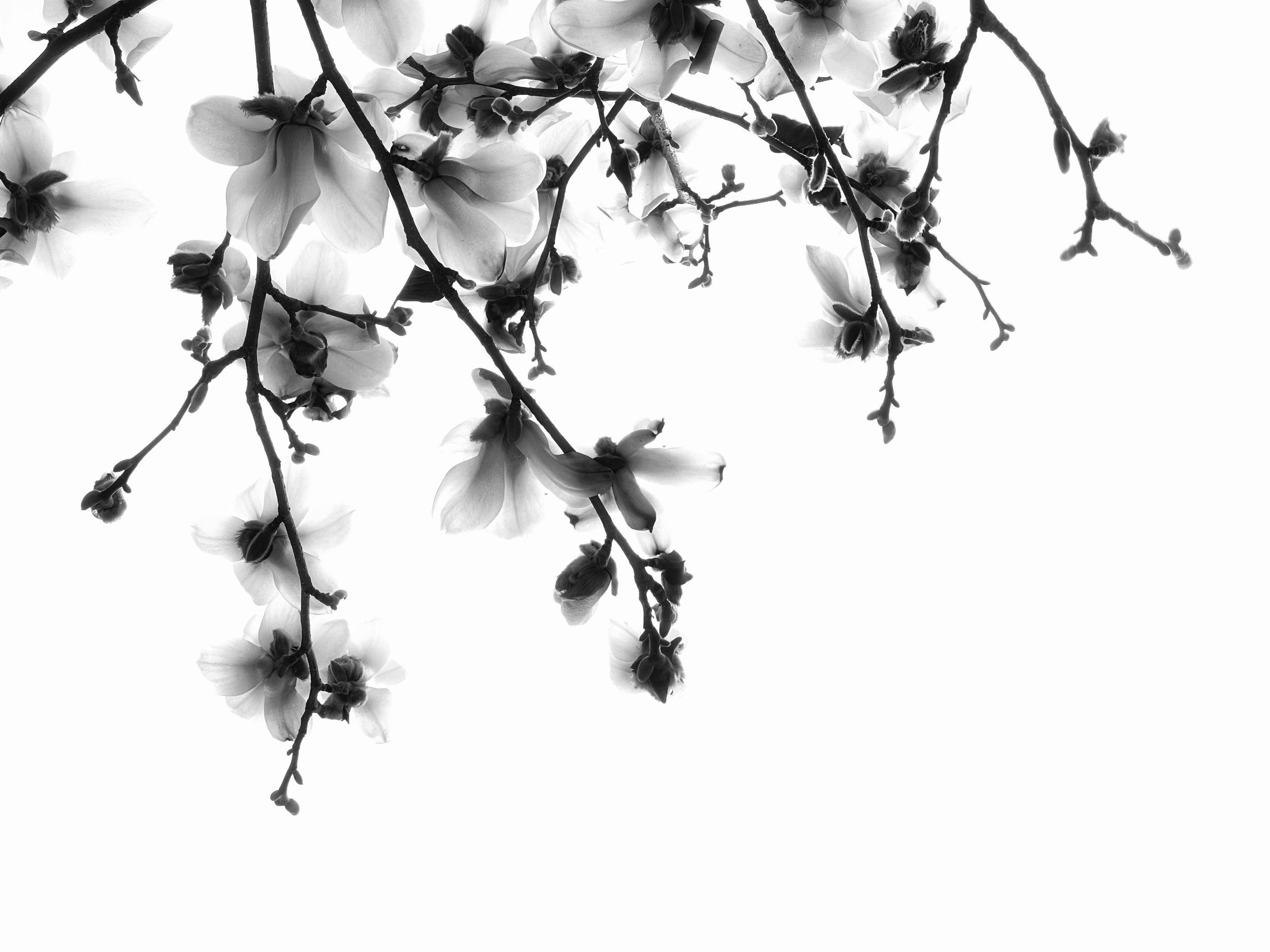 玉兰花下拍摄人像教程,水墨画玉兰花的创作和理念