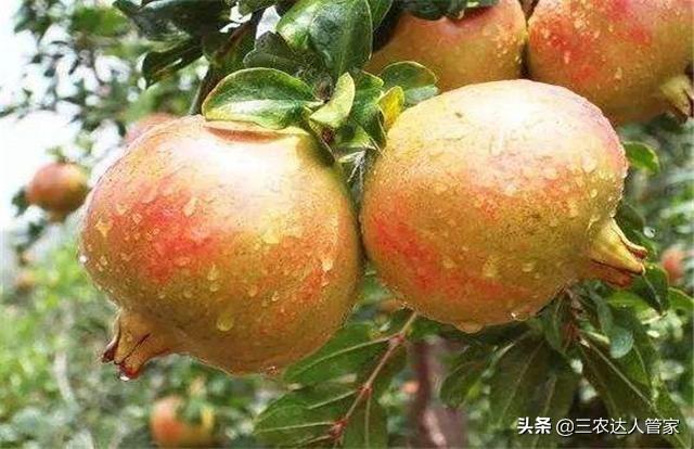 危害石榴的害虫,石榴景观树害虫有哪些