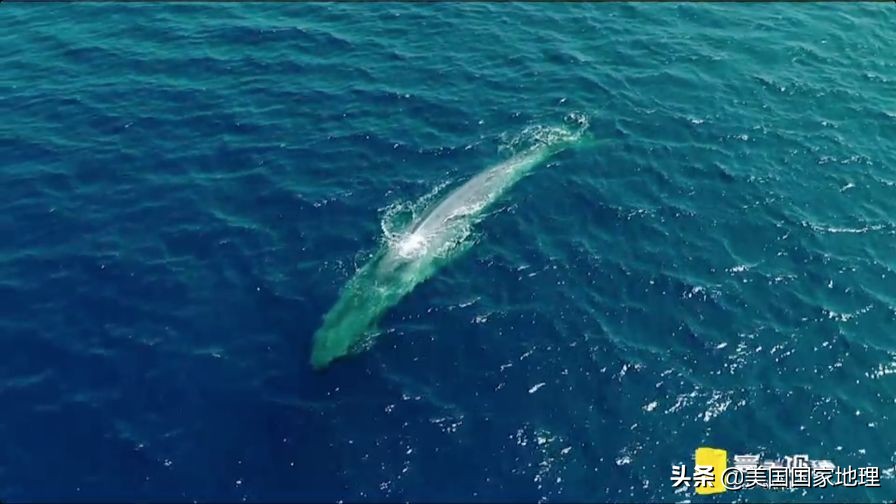 是什么激励着国家地理女探险家们改变世界的?