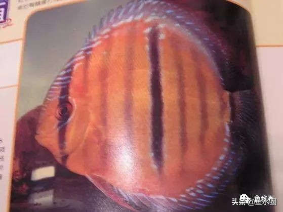 七彩神仙品系图谱,七彩神仙全系品种介绍