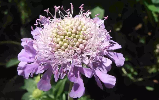 花语大全：各种鲜花的花语，不同颜色寓意也不一样啊