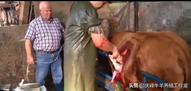 母牛难产怎么办?你就看看这个牛医怎么着