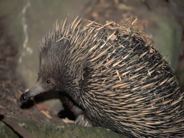 新几内亚岛世界地图,新几内亚在地球的哪里