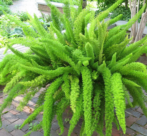 适合阳光暴晒的观叶绿植,适合室内养的高端观叶绿植