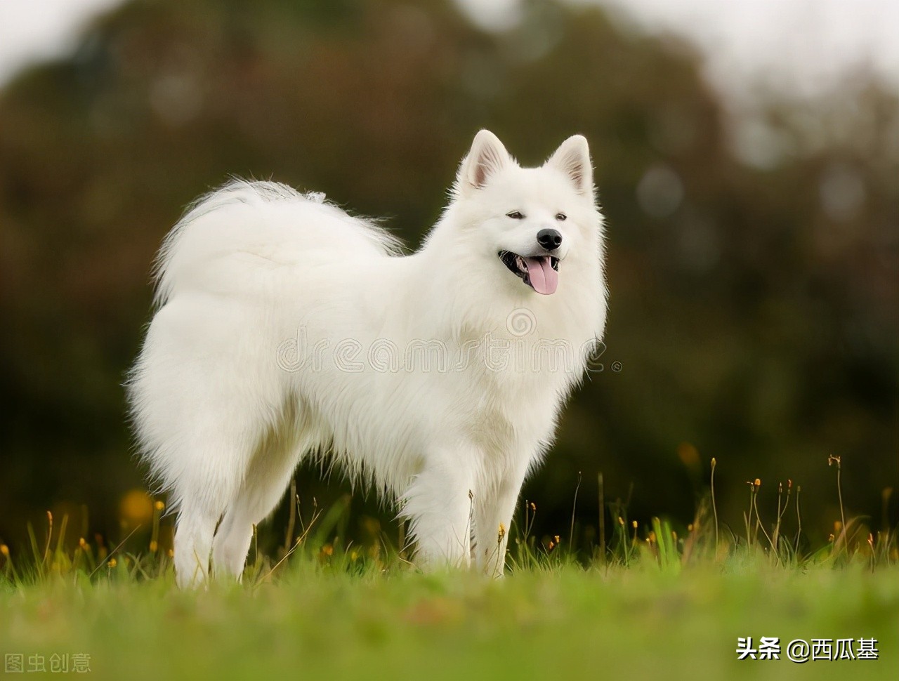 了解宠物狗的品种,了解萨摩耶的五种行为