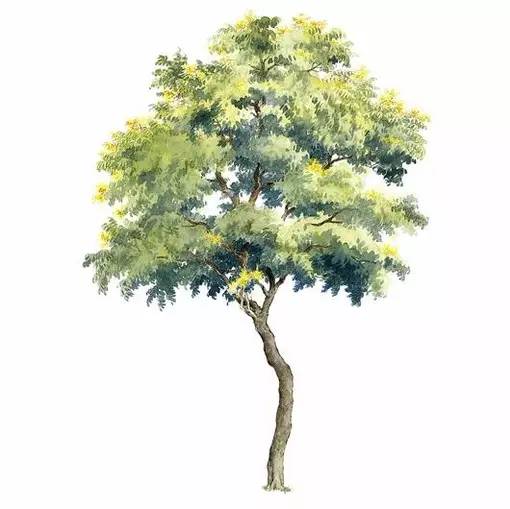 十种不同树叶的画法,五种不同树木的画法简单的