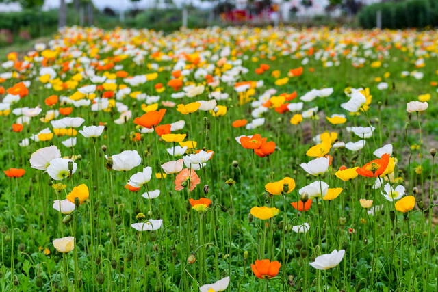 世界上最美丽的花虞美人,虞美人最美的花