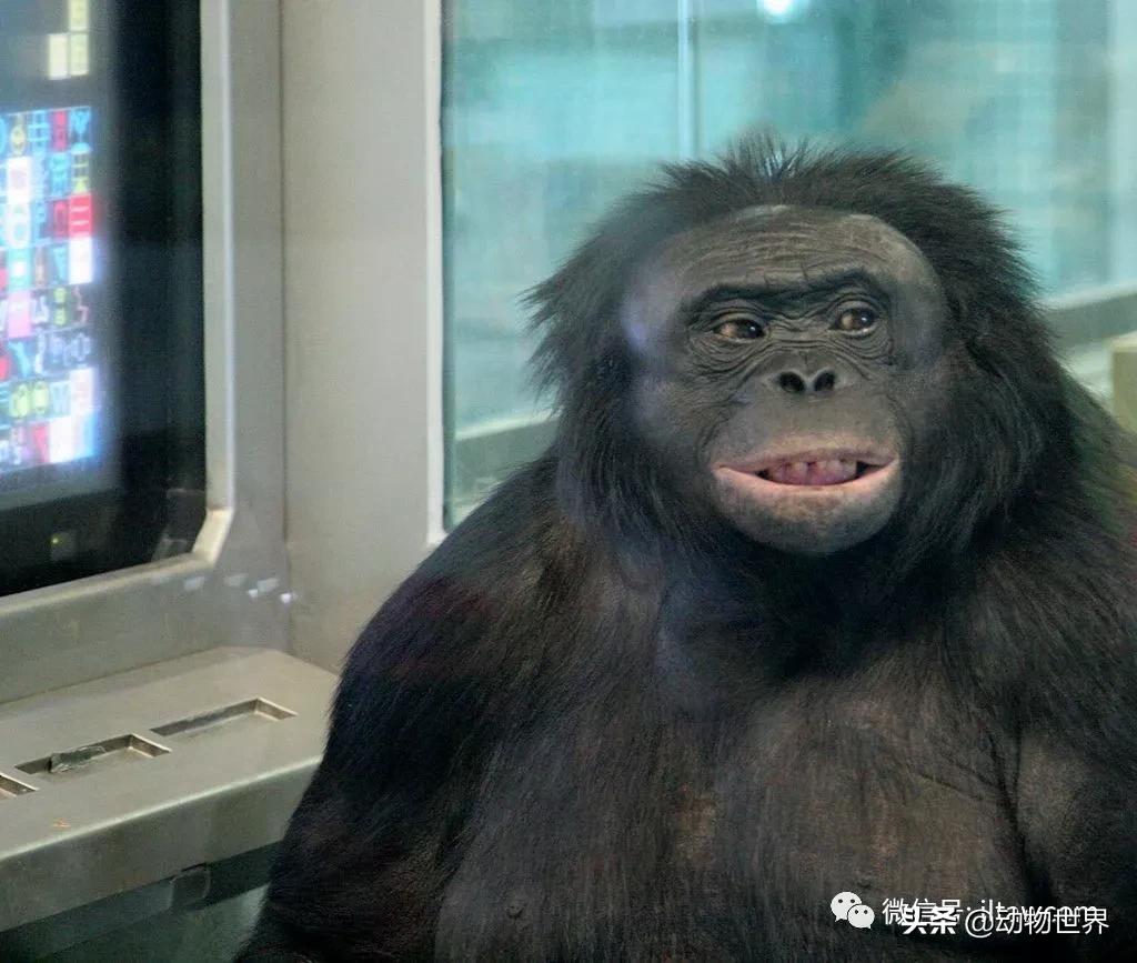 世界各国的著名动物,美国最著名的动物