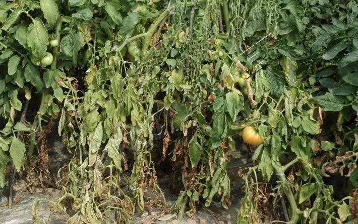 灌根药剂治根部病害,防治根腐病怎么灌根