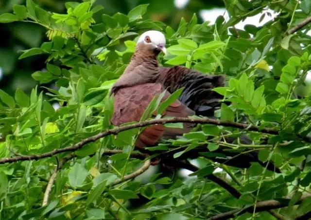 海南代表性动物,海南特有的珍稀动物