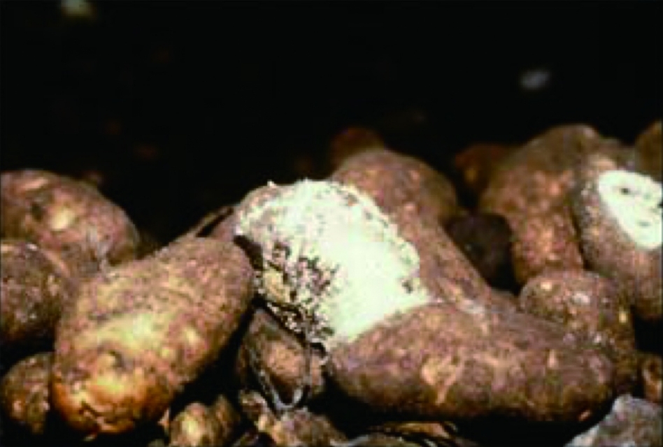 马铃薯种植面临的问题和风险,马铃薯低温种植危害