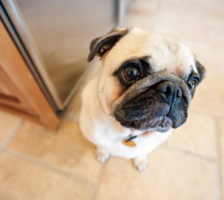 狗狗太粘人了怎么办,小狗狗太粘人怎么办