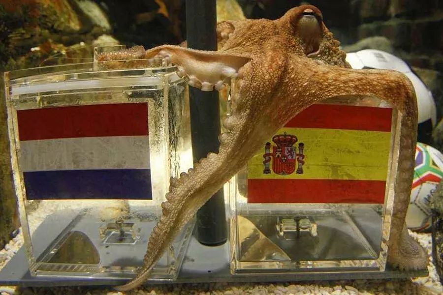 争当懂球帝，动物“神棍”C位出道