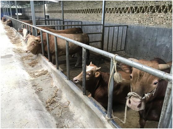 脱贫攻坚乡镇变化,贫困县脱贫摘帽变化