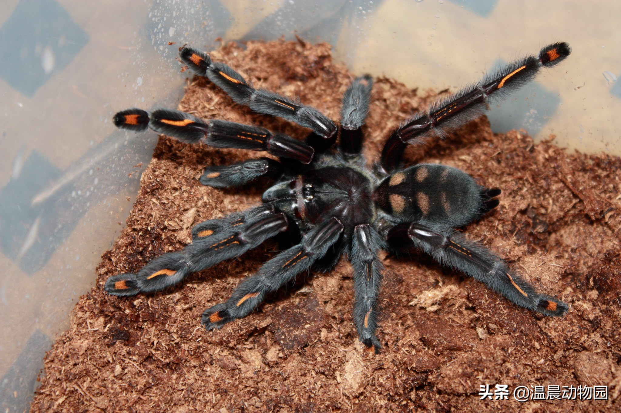 常见捕鸟蛛蜘蛛,捕鸟蛛多大可以繁育