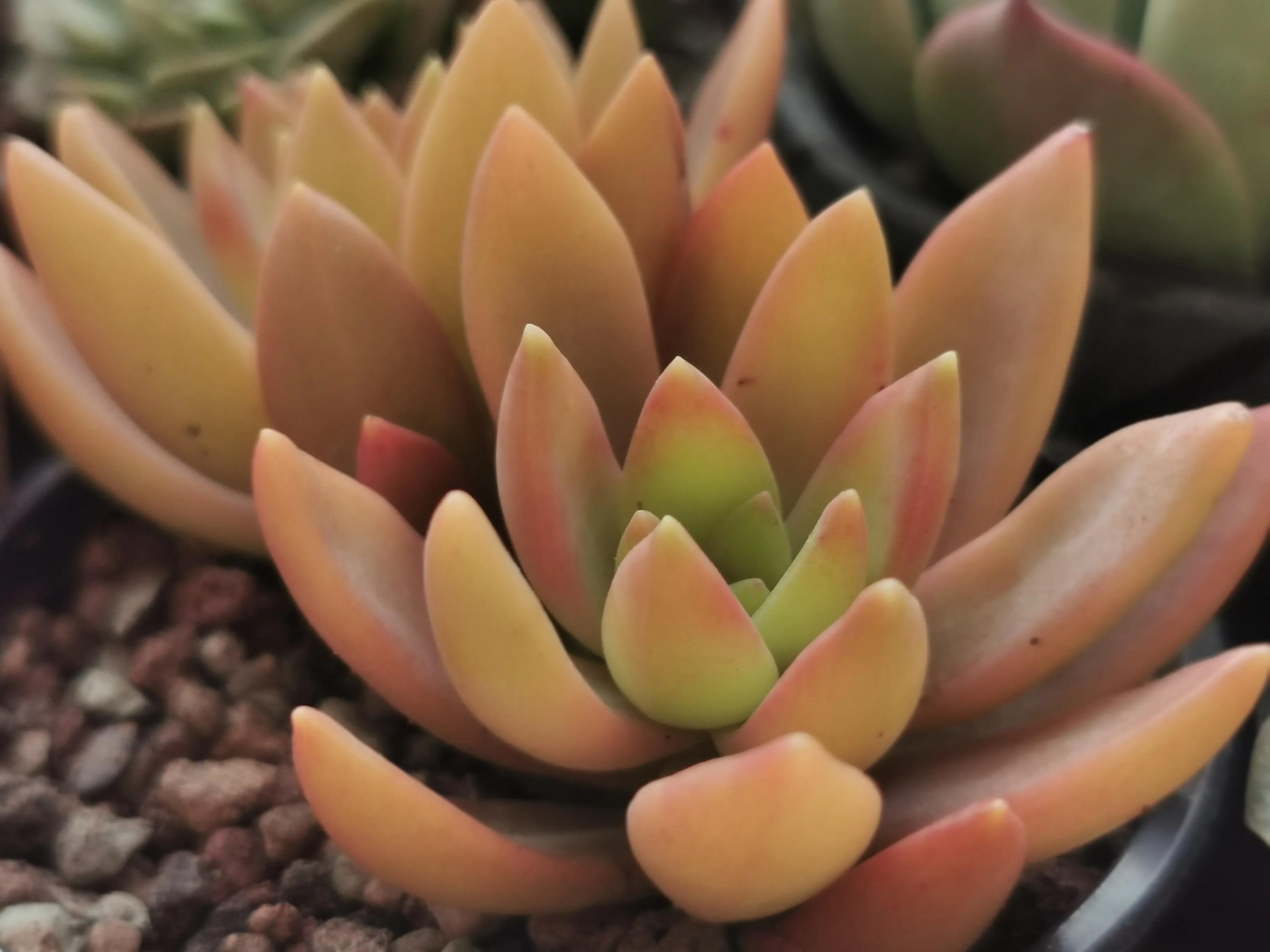 新购大单头多肉上盆,多肉品种大全大集合