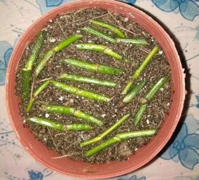 不会扦插的花怎么办,不会养花只养绿萝