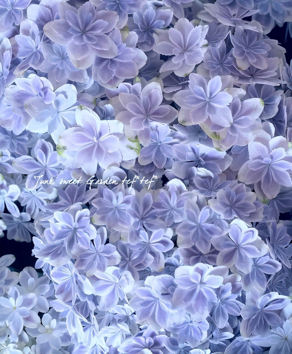 春季绣球叶子发皱怎么回事,夏季绣球老叶子都干枯怎么处理