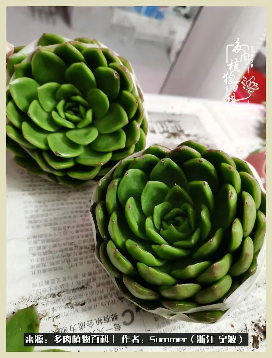 多肉小白新手入门,多肉新手上路请多指教