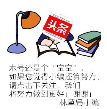 黑龙江榛子栽培与效益,黑龙江抗寒大果榛子