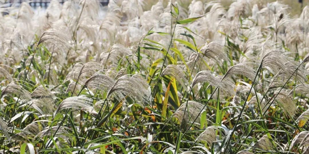 快乐的苏州西山农家乐之旅,苏州西山农家乐自驾游攻略图